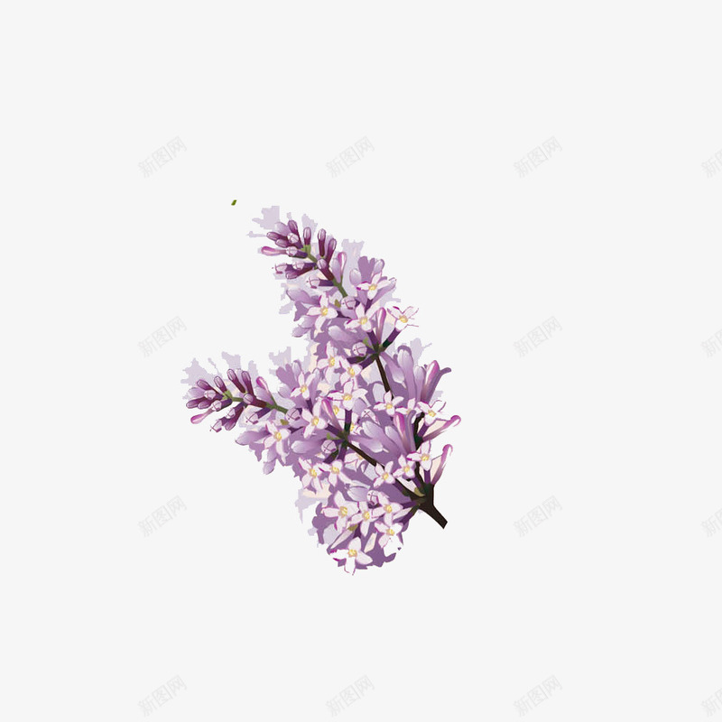 手绘一束紫丁香花朵插画png免抠素材_新图网 https://ixintu.com 丁香 丁香花 手绘 手绘丁香 时尚 梦幻 植物 紫丁香 花朵