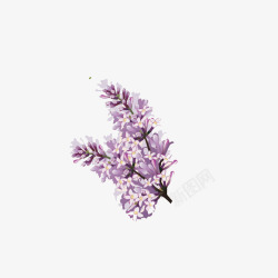 手绘一束紫丁香花朵插画素材