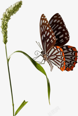 动物纹蝴蝶昆虫高清图片
