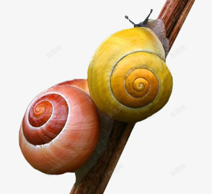 树干上的蜗牛png免抠素材_新图网 https://ixintu.com 动物 红色 蜗牛 蜗牛效果图 黄色