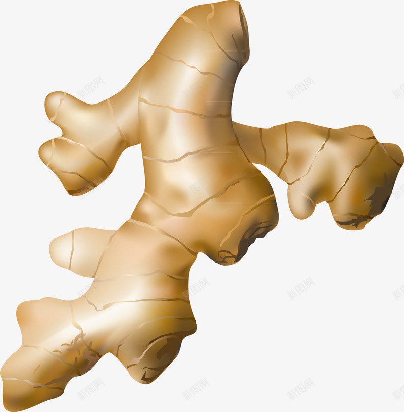 生姜装饰矢量图ai免抠素材_新图网 https://ixintu.com 元素 图案 效果图 精美 矢量图