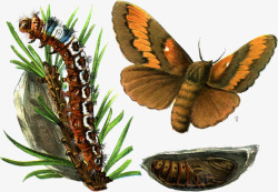 生物进化之蝴蝶素材