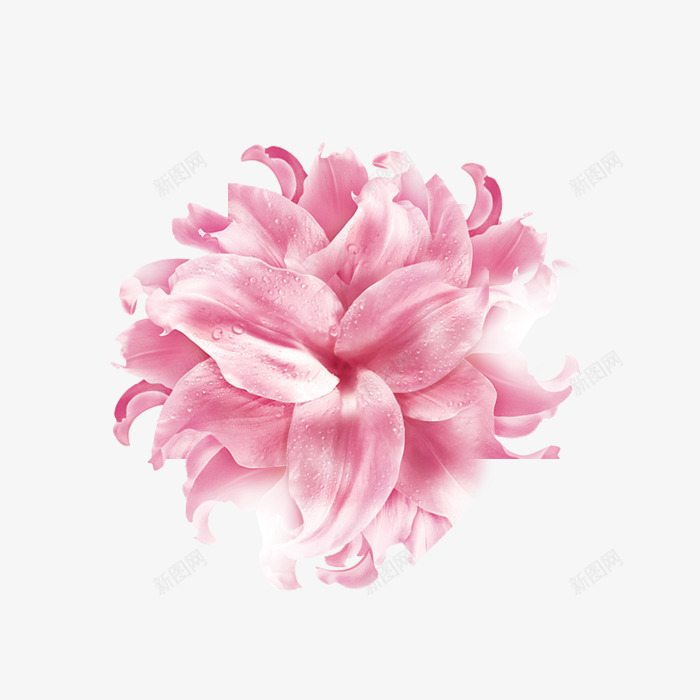 粉红色好看的花朵效果图png免抠素材_新图网 https://ixintu.com 粉红色 花 花效果图 花朵