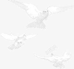 白色和平鸽效果图素材