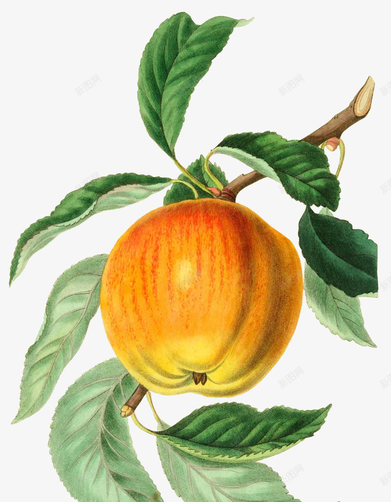 手绘水果苹果图谱png免抠素材_新图网 https://ixintu.com 图谱 手绘 树枝上的苹果 水果 苹果 苹果包装 苹果叶