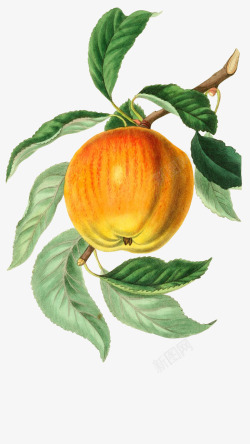 树枝上的苹果手绘水果苹果图谱高清图片