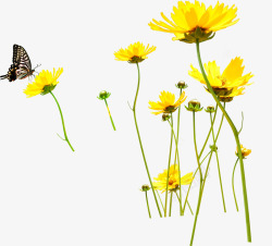 摄影黄色花朵蝴蝶素材