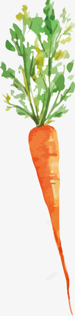 绘制集手绘的胡萝卜矢量图高清图片