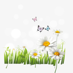 白色雏菊花丛和蝴蝶素材