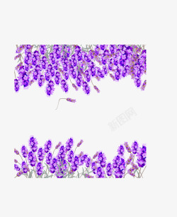 紫色薰衣草边框素材