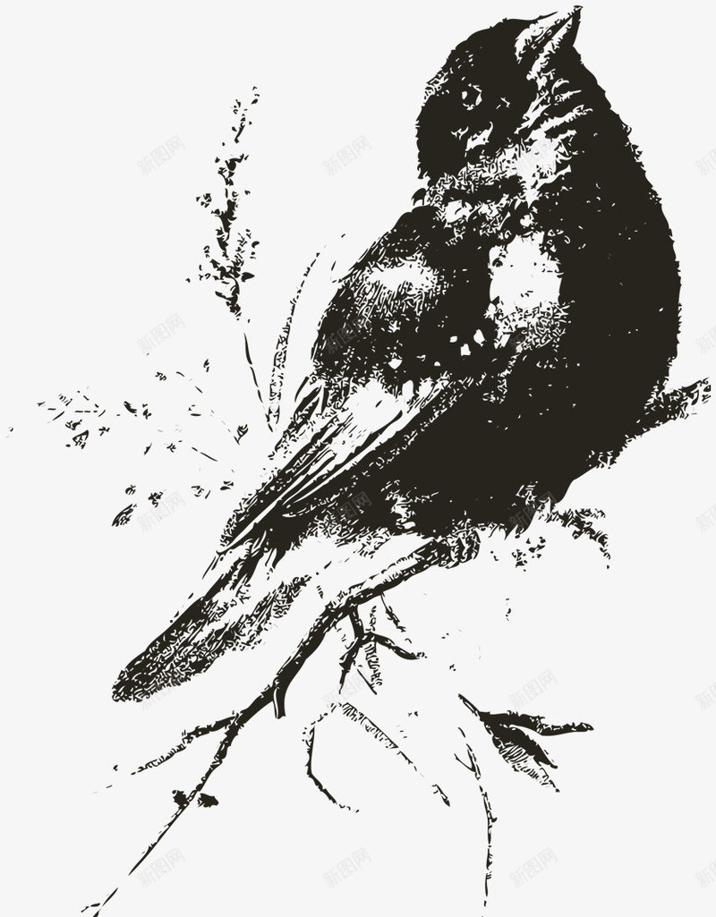 黑白夜莺贴图png免抠素材_新图网 https://ixintu.com 复古 装饰 鸟类 黑白