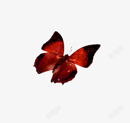 真实的蝴蝶png免抠素材_新图网 https://ixintu.com 红色的蝴蝶真实的彩色