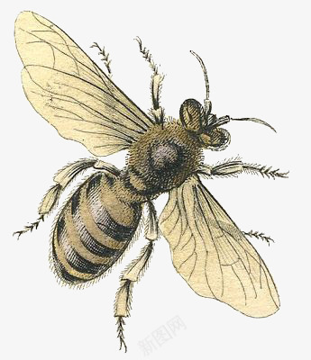 卡通蜜蜂png免抠素材_新图网 https://ixintu.com 动物插画 复古插画 手绘昆虫 蜜蜂