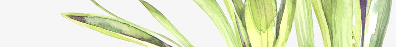 手绘植物花卉花草背景png免抠素材_新图网 https://ixintu.com 包装设计 小清新包装 布料印花 植物花卉 花朵 花朵装饰 花草设计 贺卡设计