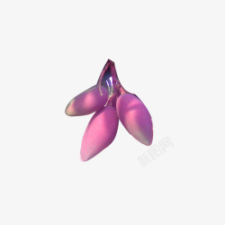 火龙果大叶瓣素材