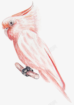 粉色鹦鹉抓着树干的粉色鹦鹉高清图片