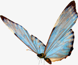 蓝色的大翅膀蝴蝶素材