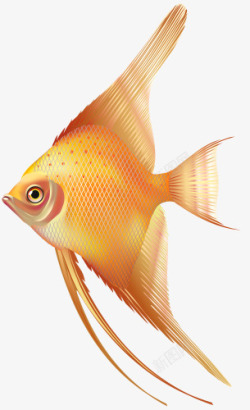 金色小鱼可爱三角鱼海洋生物高清图片