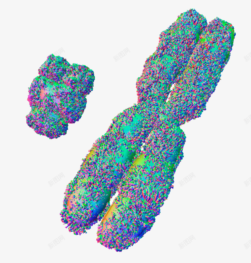 XY染色体效果图psd免抠素材_新图网 https://ixintu.com 染色体 生物学 结构图 遗传物质