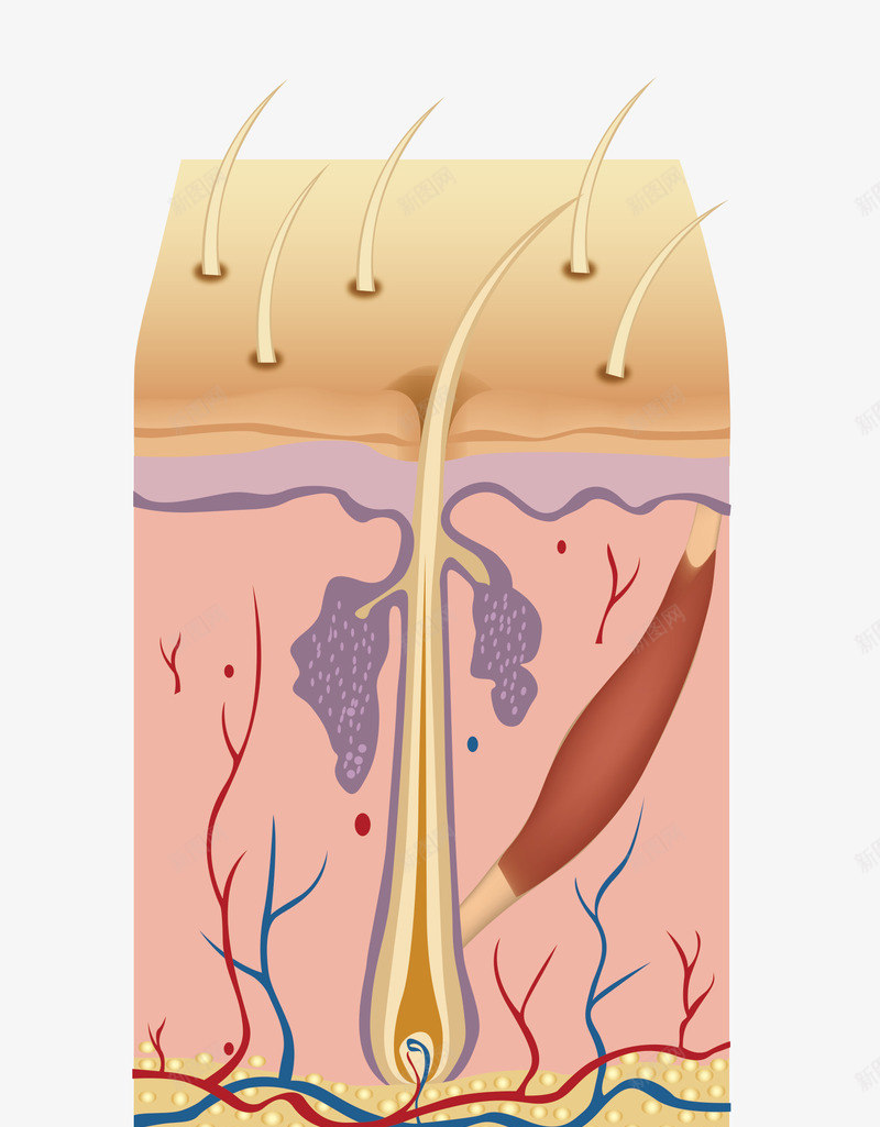 手绘皮肤结构示意图png免抠素材_新图网 https://ixintu.com 免抠图 手绘图案 效果图 皮肤结构 粉色示意图 装饰图 装饰画