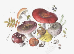 菌类插画卡通蘑菇高清图片