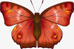 飞蛾标本蝴蝶标本矢量图高清图片