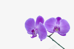 两朵紫色蝴蝶兰素材