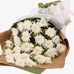 白色菊花花束实物素材