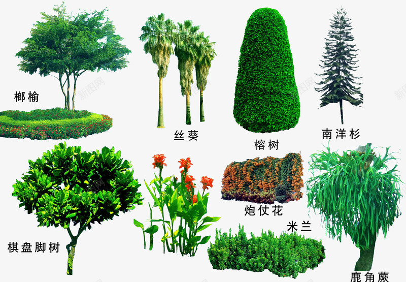 绿色植物png免抠素材_新图网 https://ixintu.com 3D贴图 效果图元素 盆景 绿化 绿化带 绿植 绿色植物