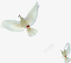 摄影白色鸽子效果图素材