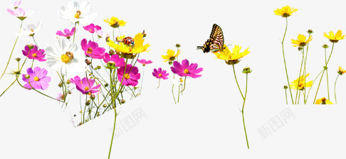 清新春季花朵蝴蝶png免抠素材_新图网 https://ixintu.com 春季 清新 花朵 蝴蝶
