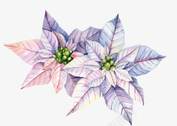 花卉装饰画水彩植物花朵装饰高清图片