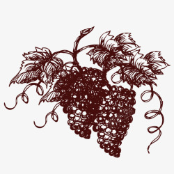 葡萄酒插画手绘素描葡萄葡萄酒元素高清图片