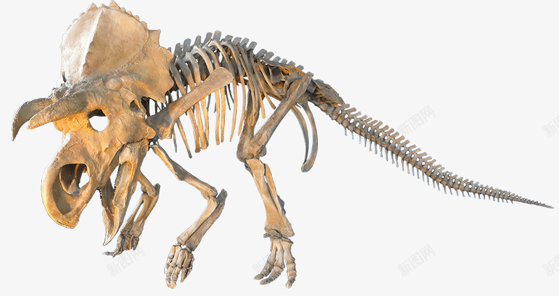 三角龙骨架png免抠素材_新图网 https://ixintu.com 三角龙 侏罗纪 博物馆 恐龙 生物 考古 骨架