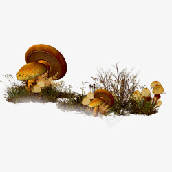 凄凉荒漠复古草地蘑菇高清图片