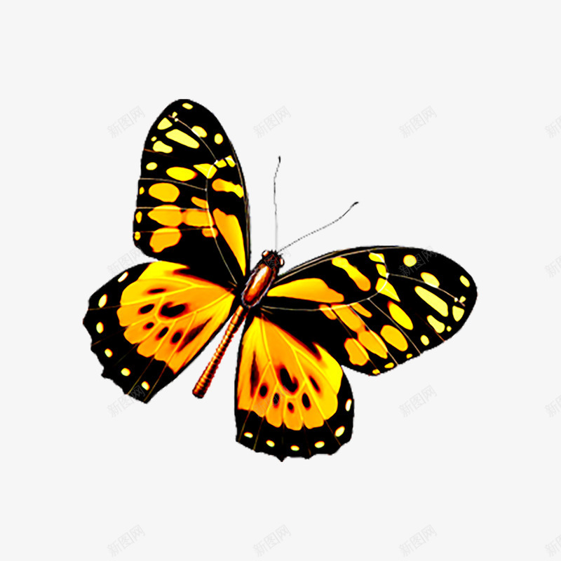 一只黄黑相间的蝴蝶png免抠素材_新图网 https://ixintu.com 昆虫 活力 美丽 黄色