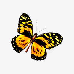 一只黄黑相间的蝴蝶素材