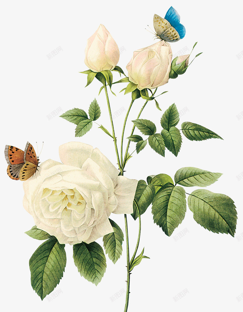 创意合成白色的花卉蝴蝶效果png免抠素材_新图网 https://ixintu.com 创意 合成 效果 白色 花卉 蝴蝶