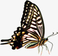 春季昆虫蝴蝶素材