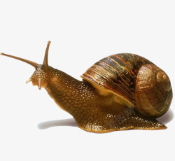 蜗牛效果图咖色的蜗牛高清图片