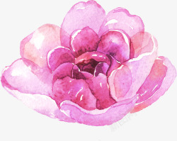 花卉装饰画粉色水彩的植物花朵高清图片