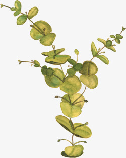 绿色手绘植物效果图素材