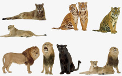 摄影动物世界狮子素材
