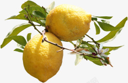 长在树上的柠檬素材