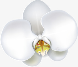 白色玉兰花花朵素材