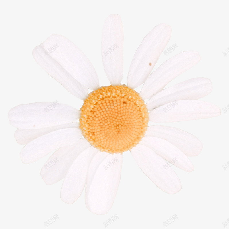 白色雏菊元素png免抠素材_新图网 https://ixintu.com 简洁 花卉 装饰