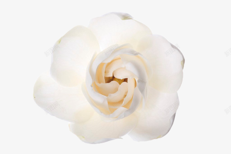 白色装饰花卉png免抠素材_新图网 https://ixintu.com 白色 花卉 花瓣 花苞 茉莉花 茉莉花瓣