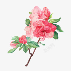 中国风手绘花卉素材
