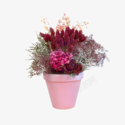 盆摘花卉元素高清图片
