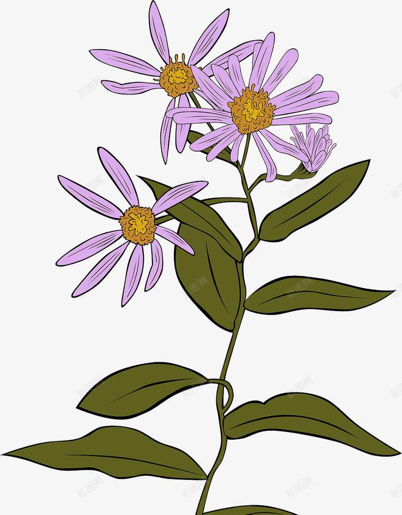 紫色的花朵png免抠素材_新图网 https://ixintu.com 松果菊 紫色 花卉 野生